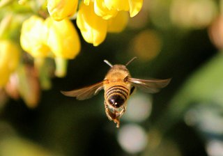 Biene sammelt Pollen