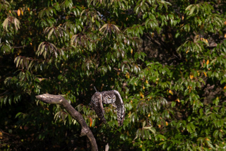 Eule fliegt im Wald