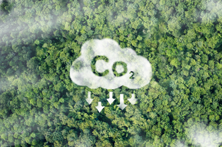 Der Wald als CO2-Speicher - symbolisch