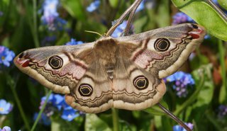 Schmetterling