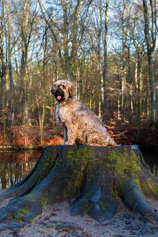 Hund sitzt auf Baumstamm