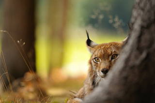 Luchs 