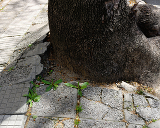 Baum drückt Straßenpflaster hoch