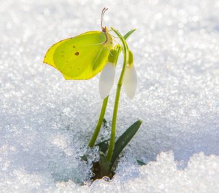 Zitronenfalter im Winter