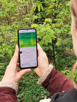 Unsere Kollegin testet die App BirdNet und erkennt einen Buchfinken