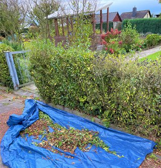 Heckenschnitt im Herbst Heckenschnitt im Herbst