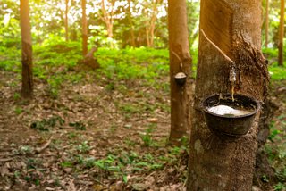 Naturkautschukgewinnung auf einer Baumplantage