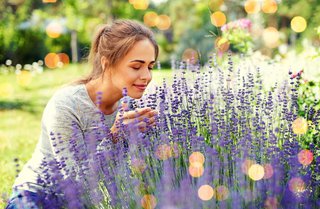 Frau riecht an Lavendel