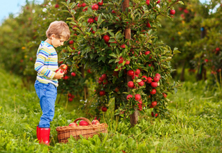 Junge erntet Äpfel am Spalierbaum