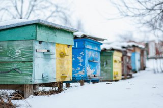 Bienen im Winter