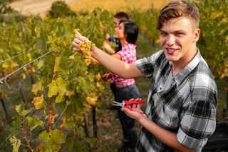 Junger Mann bei der Weinlese