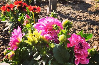 Bunte Blumen im Schrebergarten Bunte Blumen im Schrebergarten