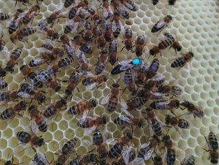 Erenja - Bienenkönigin Erenja - Bienenkönigin