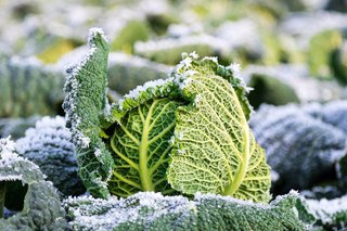 Grünkohl im Winter am Liebsten