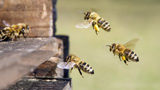 Das wunderbar-fleißige Leben der Honigbienen
