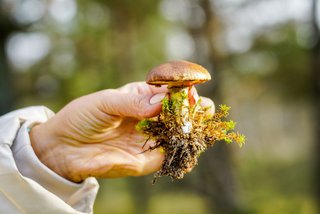 Pilz mit Wurzeln