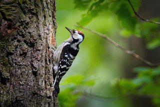 Wälder in Deutschland