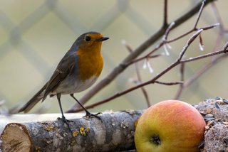 Rotkehlchen bei der Futtersuche