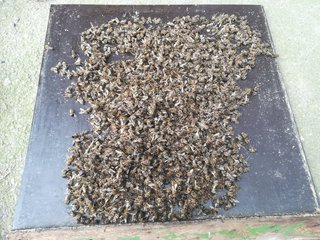 Hunderte von Toten Bienen