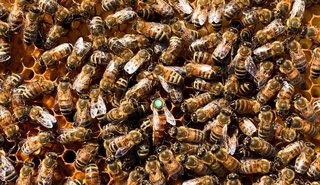 Die Königin inmitten ihrer Bienen