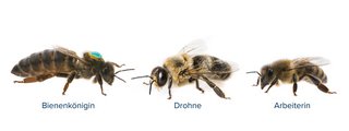 Unterschiedliche Bienen in einem Volk