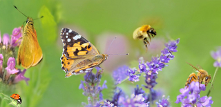 Schmetterling an Blume