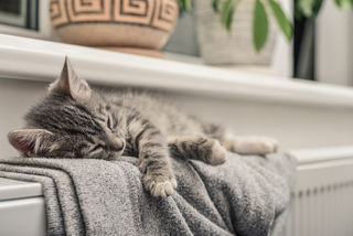 Symbolbild: Junge Katze, die entspannt auf einem Heizkörper schläft