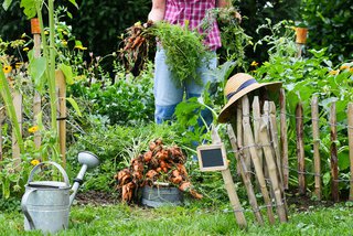 erst die Arbeit im Kleingarten, dann Gemüse und  Früchte ernten