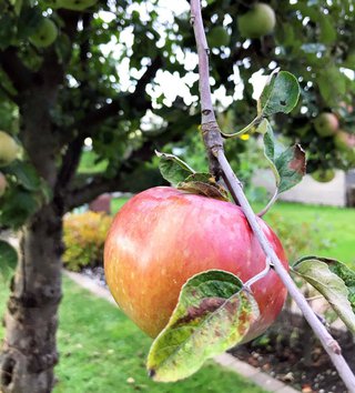 Apfel am Baum