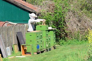 Imker am Bienenstock