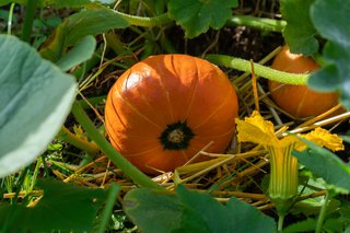 Kürbis im eigenen Garten