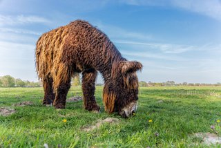 © Stefan Bröker - Poitou-Esel in der Steveraue 