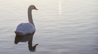 Schwan auf dem Wasser