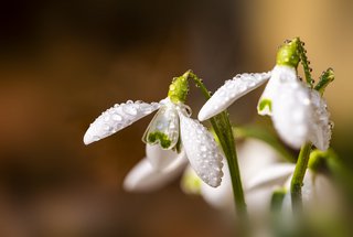 Schneegloeckchen