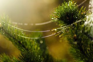 Spinnweben im Weihnachtsbaum gelten in der Ukraine als Glücksbringer