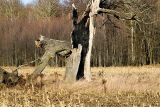 Toter Baumstupf nach Blitzeinschlag