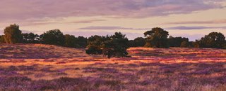 Westruper Heide in Haltern am See