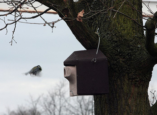 Vogel fliegt Nisthöle an