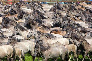 © Tourismus NRW e.V. - Wildpferdefang Merfelder Bruch