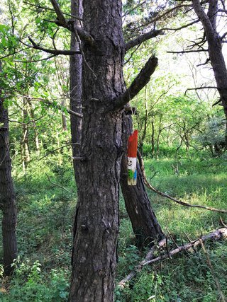 Männchen am Baum