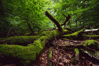 unberührter Wald - bemooster umgekippter Baum