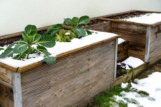 Rosenkohl benötigt Frost