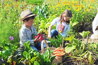Kinder ernten frisches Gemüse im Schrebergarten