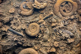 Fossiliensammlung Fossiliensammlung